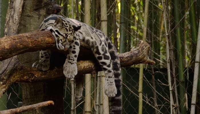 Clouded Leopard Cub Hanging on the Branch