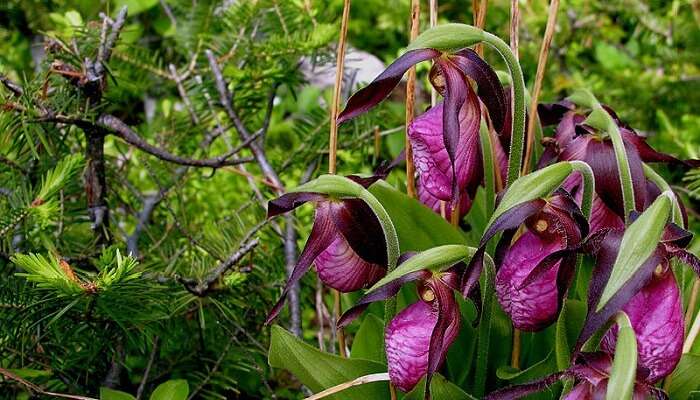 Spring Orchids