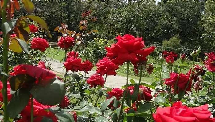 उदयपुर दर्शनीय स्थल में गुलाब बाग लोकप्रिय स्थानों में से एक है