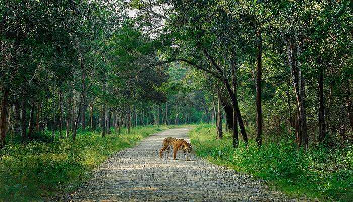 Nagarhole National Park is one of the best Coorg places to visit in one day