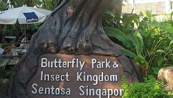 बटरफ्लाई पार्क और इंसेक्ट किंगडम सिंगापुर में देखने लायक सबसे अच्छी चीजों में से एक है
