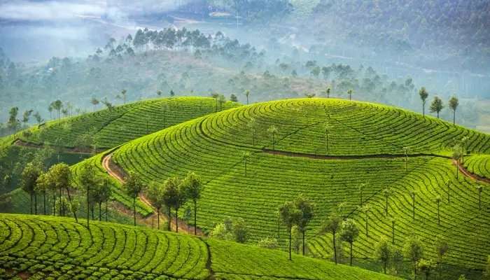 मुन्नार के चाय बागान, केरल के दर्शनीय स्थल में से एक है