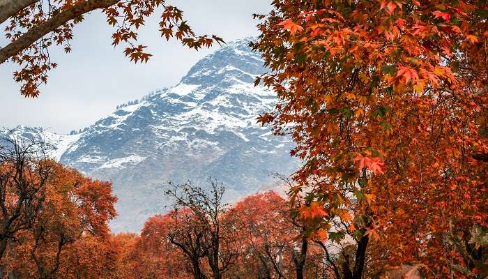 श्रीनगर सोनमर्ग की प्राकृतिक सुंदरता को निहारते हुए