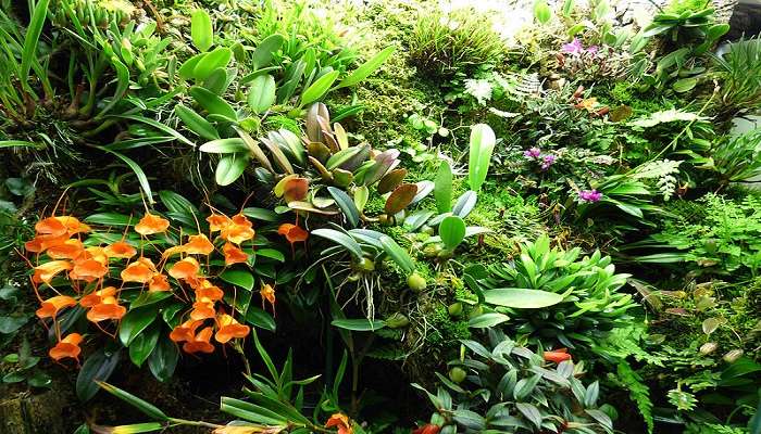 Visiting Orchidarium can be one of the best experience in Yercaud