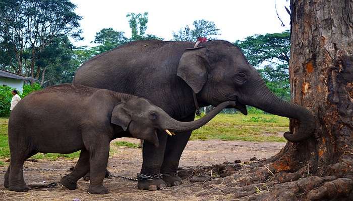 Bathing elephants can be one of the best things to do in Coorg