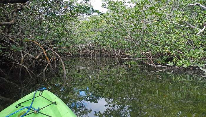 Mangroves Kayaking is one of the best things to do in Andaman