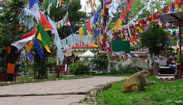 Tourist place in Darjeeling- Observatory Hill