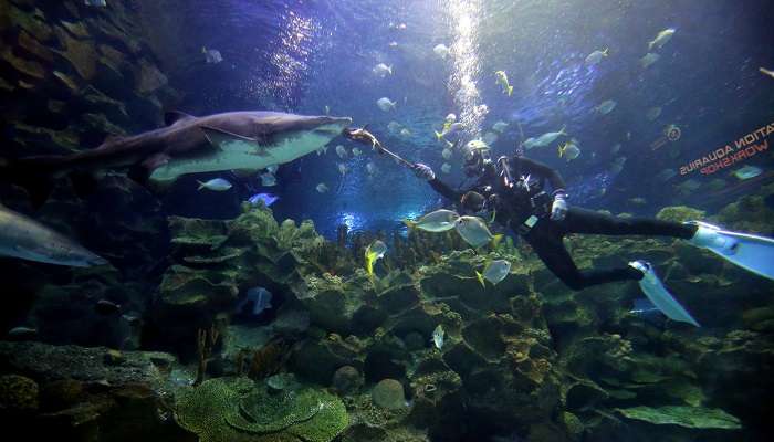Sharks floating in the overhead aquarium of Aquaria KLCC