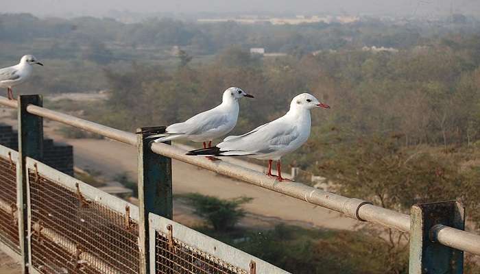Aji Dam is among stunning places to visit in Rajkot featuring a famous park adjacent to it