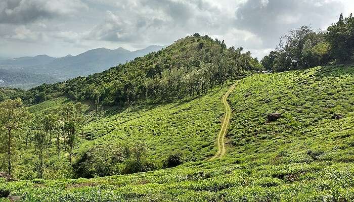 Wayanad Is Just the Beginning—Look Beyond to the Stunning Vistas