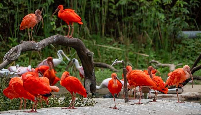 Wildlife Park & Bird Paradise is the amazing place to visit in langkawi with the kids to spend time with the nature
