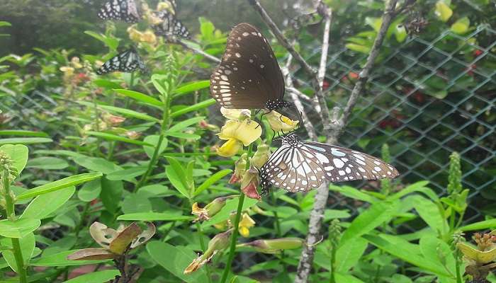 Visit Butterfly Conservatory, one of the offbeat things to do in Goa.