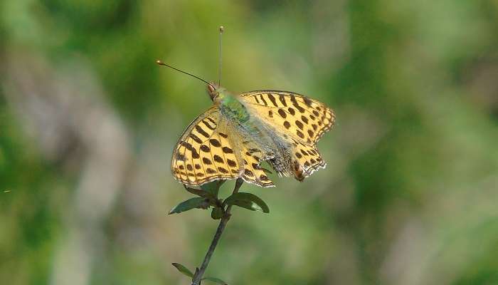 Flora & fauna in Deoban, things to do in Chakrata