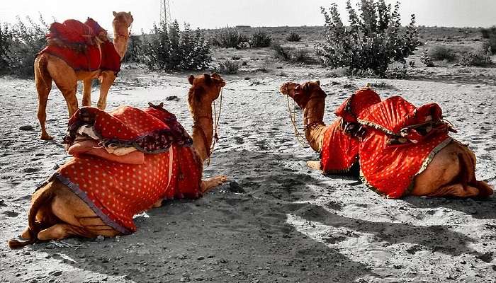 Enjoy a camel safari, one of the best things to do in Kashmir.