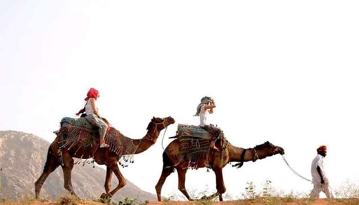  Camel Safaris, among Things To Do In Ajmer