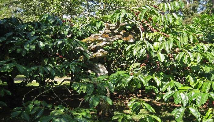 Coffee plantations in Coorg