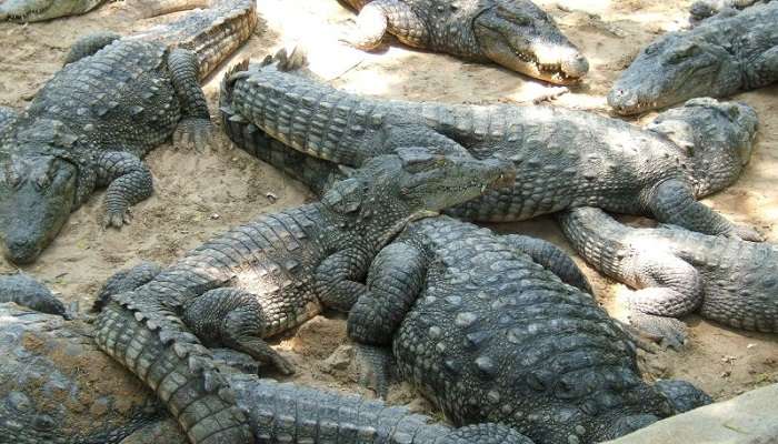 Madras Crocodile Bank, one of the top 10 places to visit in chennai with family