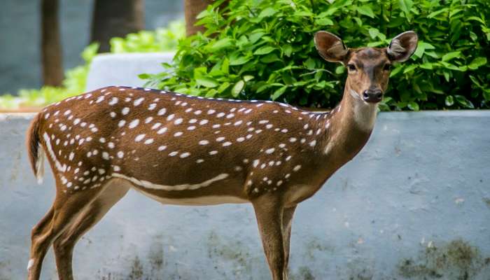 Guindy National Park, one of the places to visit in Chennai