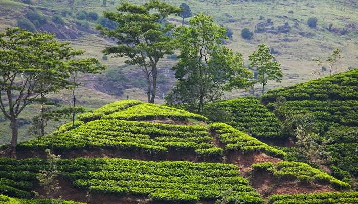 Visit Tinchuley in Darjeeling 