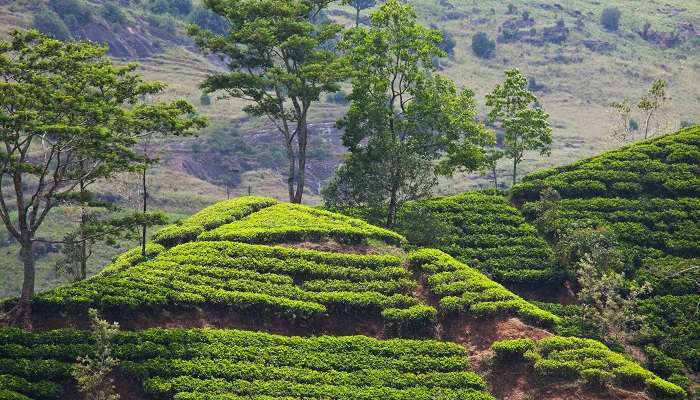 visiting Tinchuley, one of the top things to do in Darjeeling