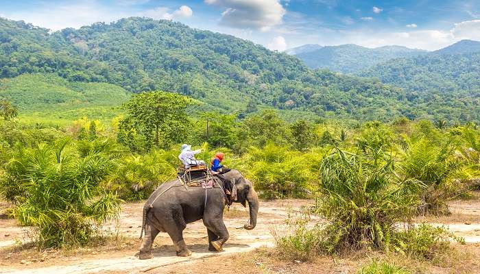 Go for jungle safari - best things to do in Phuket