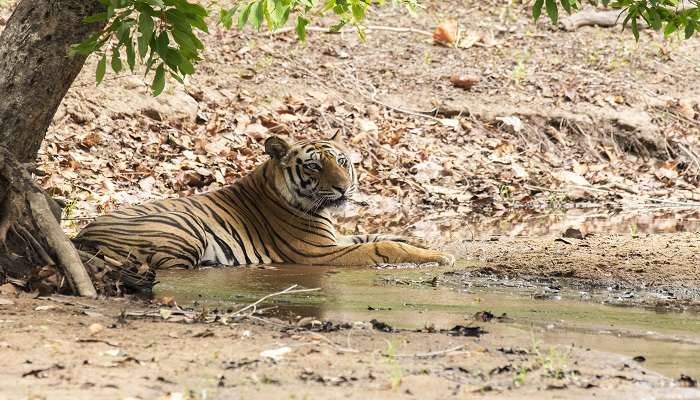 Panna National Park