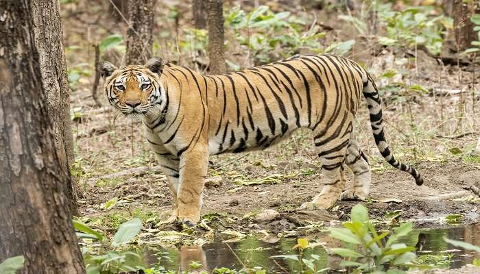 Kalagarh Tiger Reserve