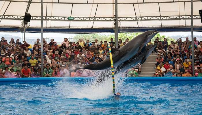 Dolphine Show - Things to do in Phuket