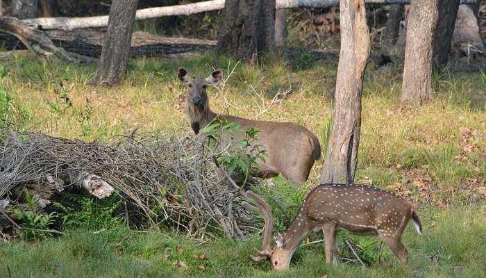 Dhawa Doli Wildlife Sanctuary, places to visit in Jodhpur
