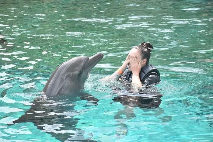 Playing with dolphins is one of the best things to do in Singapore with family