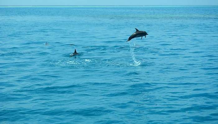  Dolphin Watching from cruise.