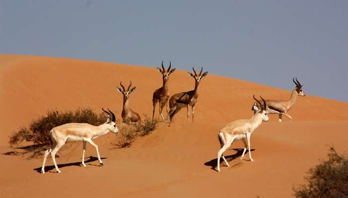 Dubai Desert Conservation Reserve, one of the tourist places in Dubai