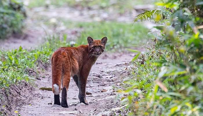 Eaglenest Wildlife Sanctuary