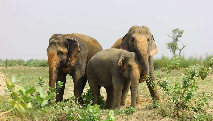 Happy elephants at the Mathura Elephant Conservation and Care Center.