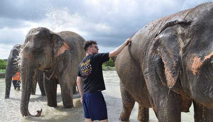  Elephant Jungle Sanctuary