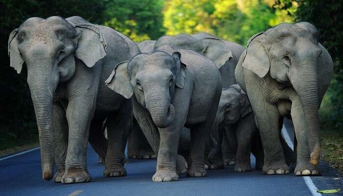 Representative image of the Asian Elephants found in Thailand