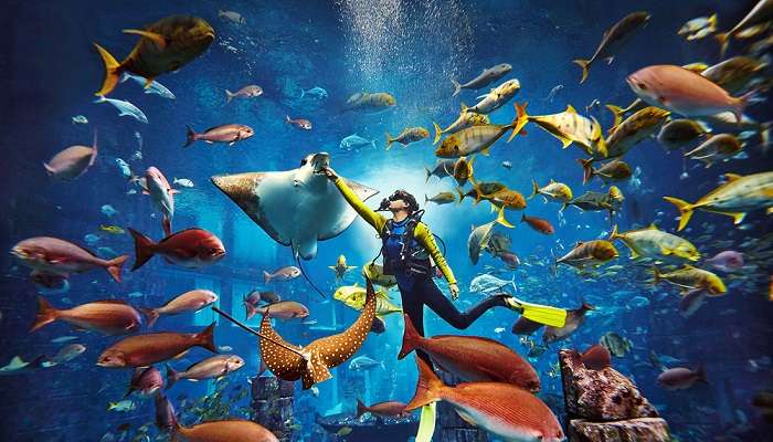 Aquarium Experiences Predator Dive Feeding at Atlantis in Dubai