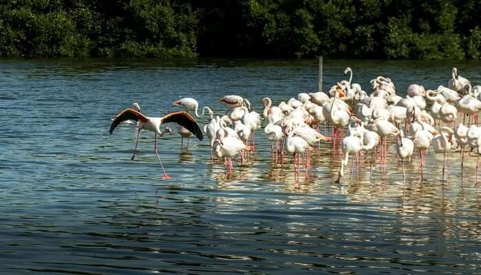 Flamingos in Dubai