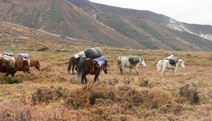 Goechala Trek