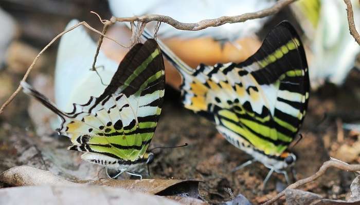 Someshwara Wildlife Sanctuary