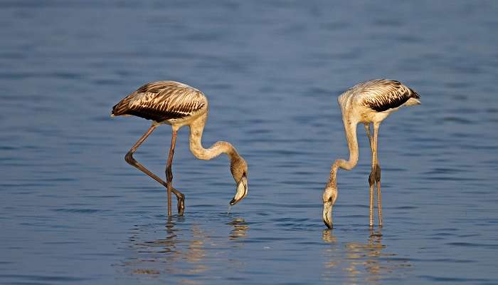 Pulicat Lake, one of the places to visit in Chennai