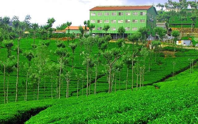 Highfield Tea Factory, among the places to visit in Coonoor
