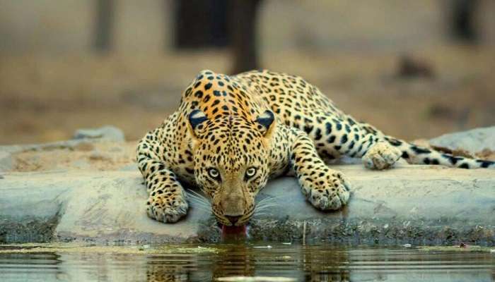 Jhalana Leopard Conservation Reserve- top 10 places to visit in Rajasthan