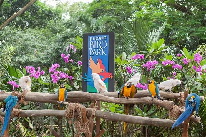 if you are a nature enthusiast or a bird lover to enjoy your visit to the Jurong Bird Park