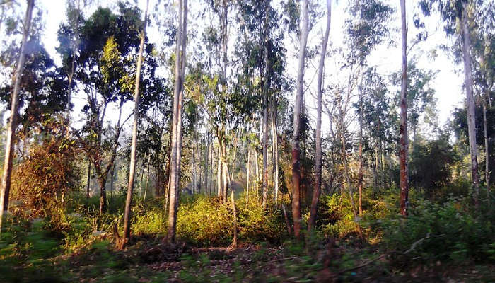 Alluring Cardamom Forest in Wayanad for the best trekking experience 