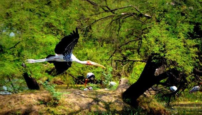 Keoladeo National Park, places to visit in Rajasthan