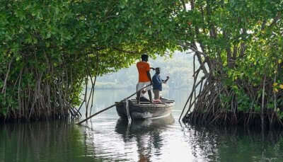 Mangrove Arch boat in Kerala Backwaters