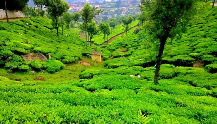 Ketti Valley, among the places to visit in Coonoor
