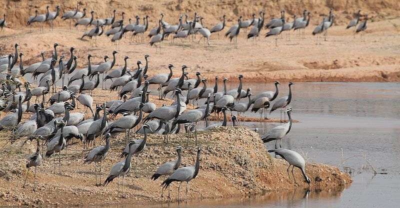 Khichan Bird Sanctuary, places to visit in Jodhpur