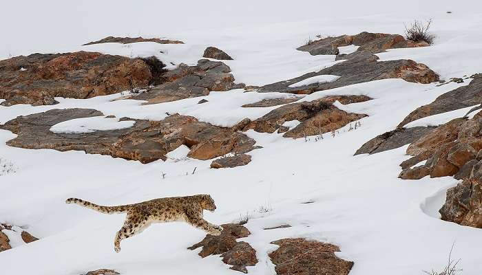 Kibber Wildlife Sanctuary,Spiti Valley in August